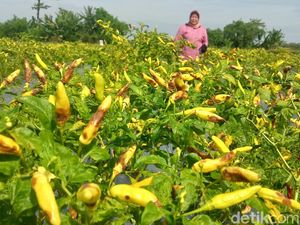 Harga Cabai di Klaten Anjlok Jadi Rp 15.000/Kg, Begini Curhatan Petani