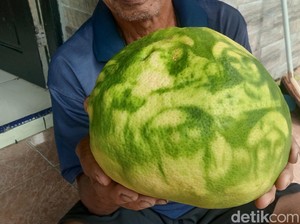 Unik! Ada Jeruk Bergambar Wali Sanga di Jepara