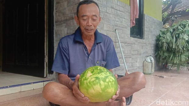 Jeruk bergambar wali sanga di Jepara. Foto diambil Senin (8/5/2023).