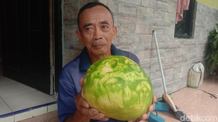 Jeruk bergambar wali sanga di Jepara. Foto diambil Senin (8/5/2023).