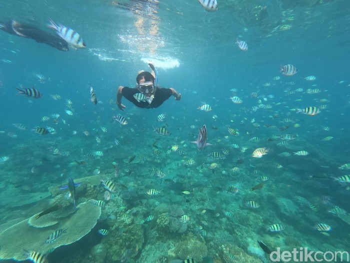 Menikmati wisata snorkeling di bawah laut Karimunjawa, Jepara, Senin (8/5/2023).