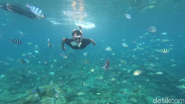 Menikmati wisata snorkeling di bawah laut Karimunjawa, Jepara, Senin (8/5/2023).