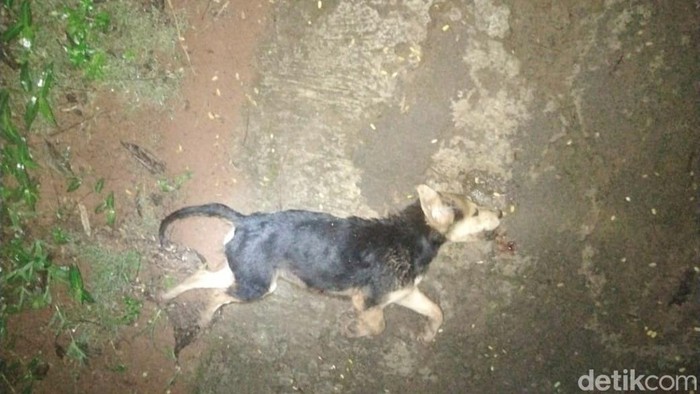 Penampakan anjing liar pemangsa ternak domba di Ciamis