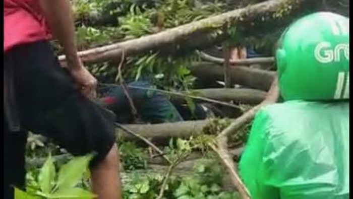 Pengemudi Ojol tewas tertimpa pohon tumbang di Padang. (Foto: Istimewa)