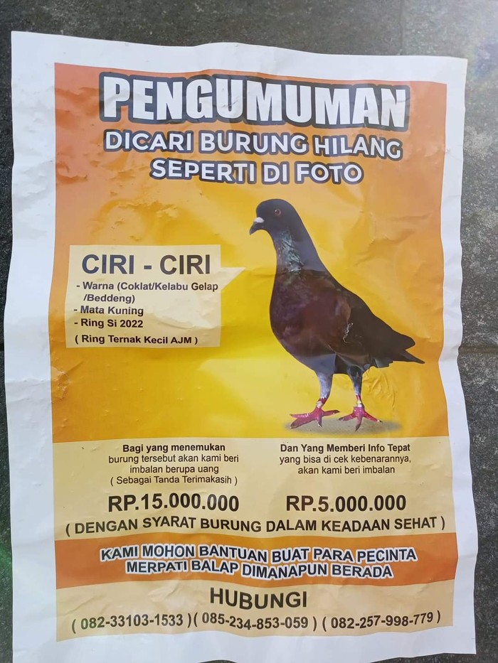 sayembara merpati hilang