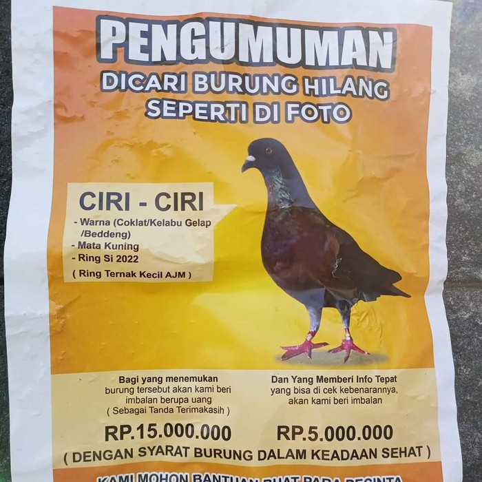 sayembara merpati hilang