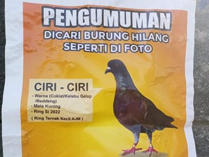 Alasan Pemilik Merpati Hilang Pasuruan Bikin Sayembara Berhadiah Rp 15 Juta