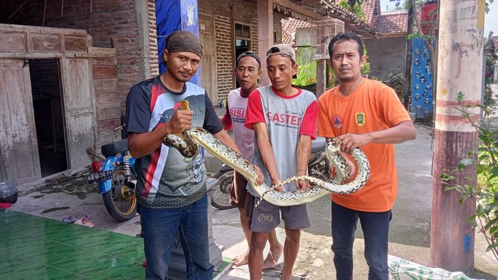 Ular piton ditangkap di Dusun Krosakan, Desa Tulas, Kecamatan Karangdowo, Klaten.