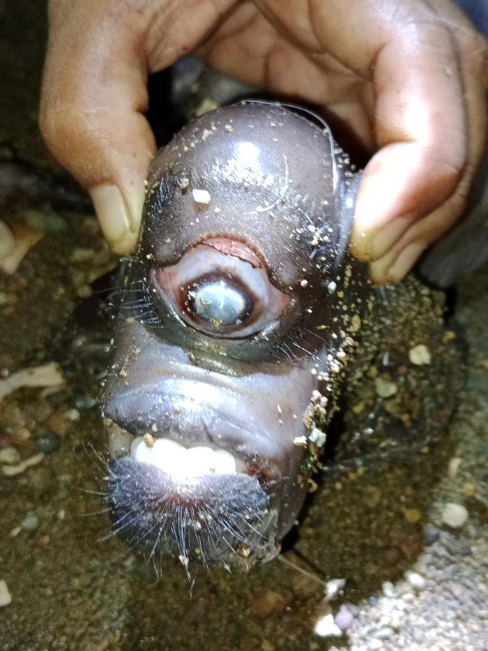 Anak kambing bermata satu di Lombok Tengah.