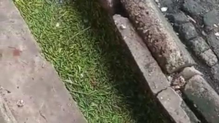 Cabai rawit yang dibuang pedagang Pasar Induk Medan ke parit. (Foto: Istimewa)