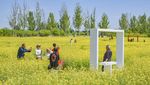 Cerahnya Taman di China Saat Bunga Rapeseed Bermekaran