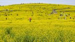 Cerahnya Taman di China Saat Bunga Rapeseed Bermekaran