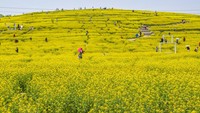 Seperi di taman ini yang tampak berselimut emas saat bunga rapeseed bermekaran.  