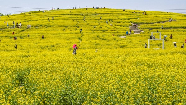 Cerahnya Taman di China Saat Bunga Rapeseed Bermekaran