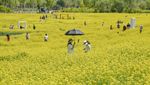 Cerahnya Taman di China Saat Bunga Rapeseed Bermekaran
