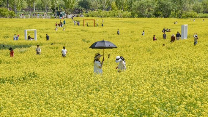 BEIJING, CHINA - MAY 08: Tourists enjoy blooming rapeseed flowers at a park on May 8, 2023 in Beijing, China. (Photo by Feng Jun/VCG via Getty Images)