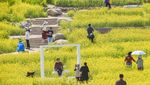 Cerahnya Taman di China Saat Bunga Rapeseed Bermekaran