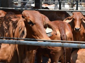 Indonesia Impor Sapi 92.700 dari Australia, Nilainya Tembus Rp 5,85 Triliun
