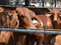 Indonesia Impor Sapi 92.700 dari Australia, Nilainya Tembus Rp 5,85 Triliun