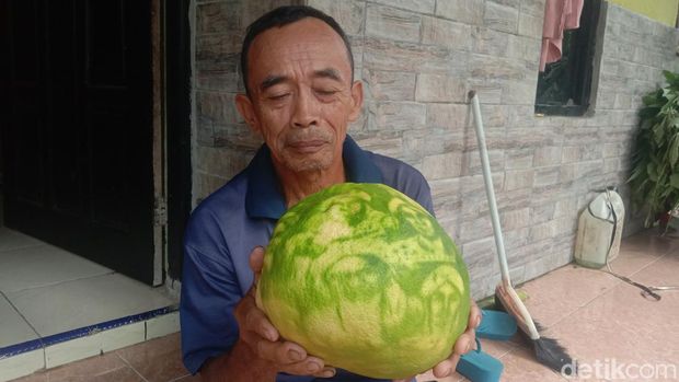 Khamim menunjukan buah jeruk miliknya bergambar wali sanga di Desa Batealit Kecamatan Batealit, Jepara, Selasa (9/5/2023).