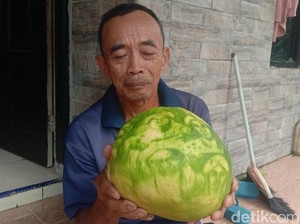 Begini Kondisi Terkini Jeruk Bergambar Wali Sanga di Jepara