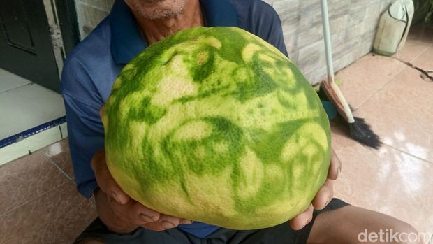 Khamim menunjukan buah jeruk miliknya bergambar wali sanga di Desa Batealit Kecamatan Batealit, Jepara, Selasa (9/5/2023).