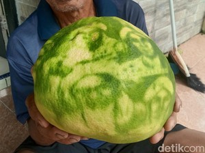 Viral Jeruk Bergambar Wali Songo di Jepara, Daun-Batangnya Diserbu Warga
