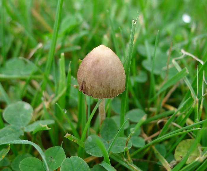 Magic mushroom atau jamur Psilocybe semilanceata.