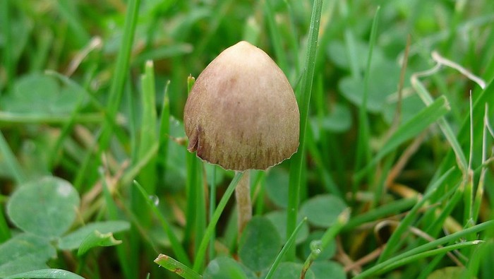 Magic mushroom atau jamur Psilocybe semilanceata.