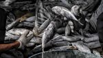 Aktivitas Nelayan Muara Baru di Tengah Polemik Penangkapan Ikan Terukur