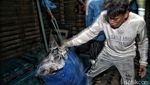 Aktivitas Nelayan Muara Baru di Tengah Polemik Penangkapan Ikan Terukur