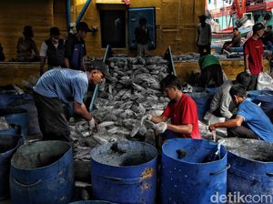 Program Tangkap Ikan Terukur Berhasil Kirim 18,8 Ton Ikan ke China
