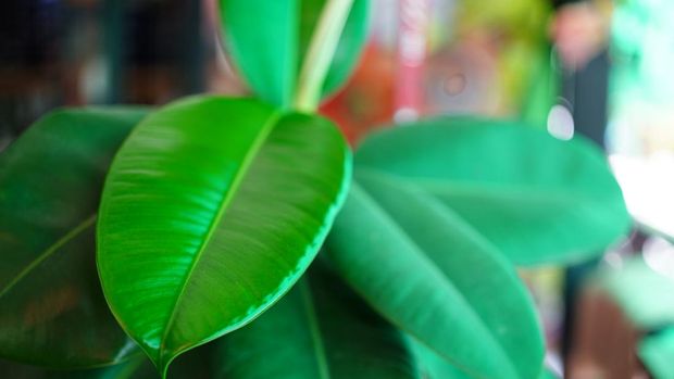 Ficus elastica leaf background