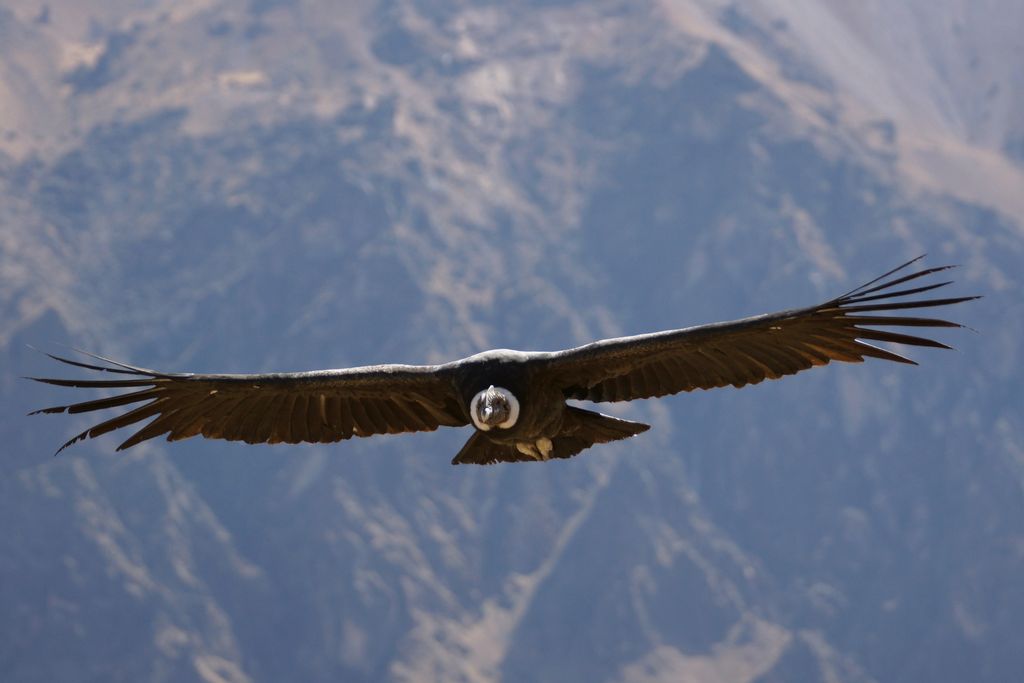 Name: Andean condor