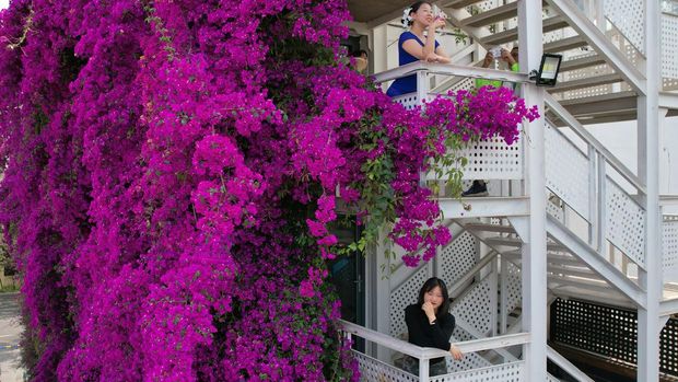 KUNMING, CHINA - MAY 09: A floral waterfall of blooming bougainvillea flowers flows down the side of a building on May 9, 2023 in Kunming, Yunnan Province of China. (Photo by Li Jiaxian/China News Service/VCG via Getty Images)