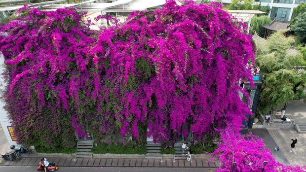 KUNMING, CHINA - MAY 09: A floral waterfall of blooming bougainvillea flowers flows down the side of a building on May 9, 2023 in Kunming, Yunnan Province of China. (Photo by Li Jiaxian/China News Service/VCG via Getty Images)