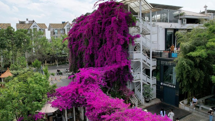 KUNMING, CHINA - MAY 09: A floral waterfall of blooming bougainvillea flowers flows down the side of a building on May 9, 2023 in Kunming, Yunnan Province of China. (Photo by Li Jiaxian/China News Service/VCG via Getty Images)