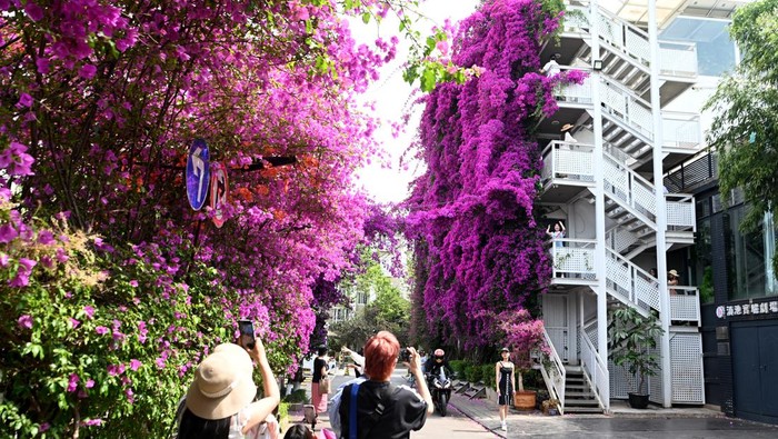 Apartemen di China Ini Ditempeli Bugenvil Ungu, Indah Banget KUNMING, CHINA - MAY 09: A floral waterfall of blooming bougainvillea flowers flows down the side of a building on May 9, 2023 in Kunming, Yunnan Province of China. (Photo by Li Jiaxian/China News Service/VCG via Getty Images)