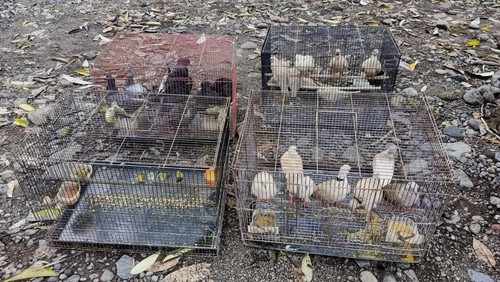 BKSDA Bali melepasliarkan 10 ekor burung hasil sitaan kejahatan di kawasan konservasi hutan Taman Nasional Bali Barat.