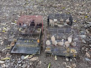 10 Ekor Burung Dilindungi Sitaan BKSDA Dilepasliarkan di Jembrana