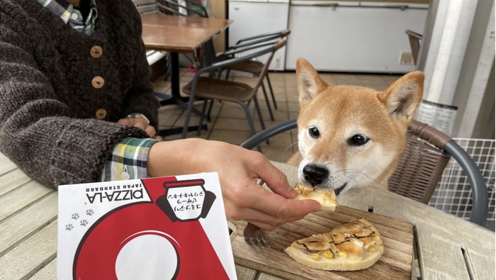 Di Jepang Ada Pizza Khusus untuk Anjing, Begini Tampilannya