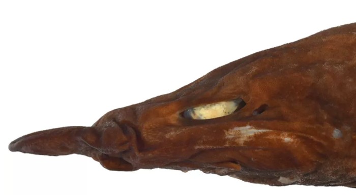 Hiu setan