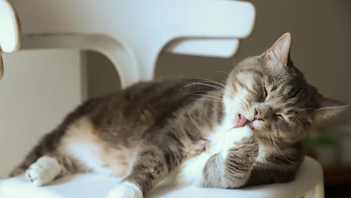 ilustrasi kucing