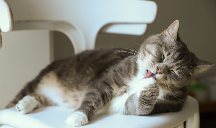 ilustrasi kucing