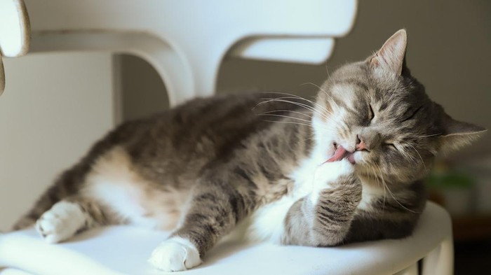 ilustrasi kucing