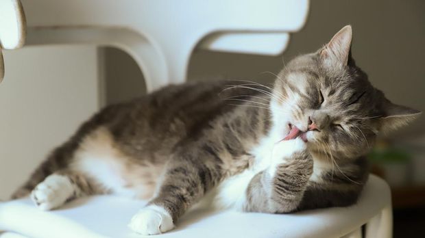 ilustrasi kucing