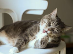 Mengapa Kucing Suka Menjilati Tubuhnya? Ini 6 Alasan Ilmiahnya