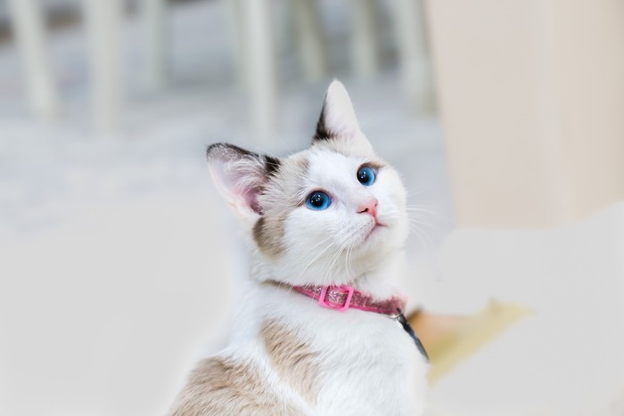 ilustrasi kucing betina