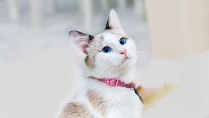 ilustrasi kucing betina