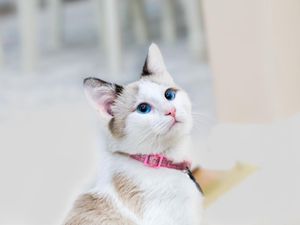 Ini Bagian Tubuh Kucing yang Boleh dan Tidak Boleh Disentuh, Apa Saja?